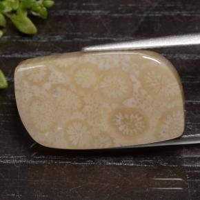 15.90 ct Multicolor Fossil Coral Stone, Natural Fossil Coral in Fancy Cabochon Shape for Sale