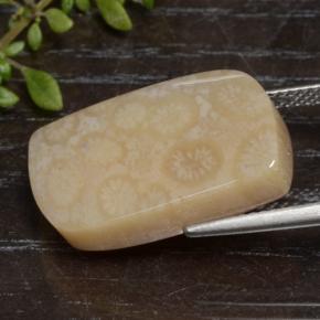 Fossil Coral Gemstone in 23.1 x 12.4 mm Size for Sale, Fossil Coral Stone in Multicolor Color