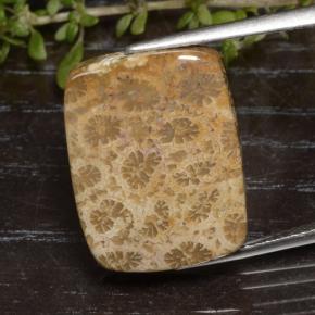13.48 ct Multicolor Fossil Coral Gemstone, Fossil Coral Gem in Cushion Cabochon Shape for Sale.
