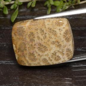 13.48 ct Multicolor Fossil Coral Stone, Natural Fossil Coral in Cushion Cabochon Shape for Sale