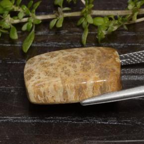 Fossil Coral Gemstone in 17.8 x 13.7 mm Size for Sale, Fossil Coral Stone in Multicolor Color