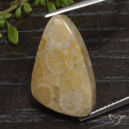 36x22x6 Yellow Fossil Coral Semi-Precious Gemstone  Hand Cut Pear Shape 34.5 Ct Fossil Coral Flat Back Cabochon  For Decoration & Jewelry