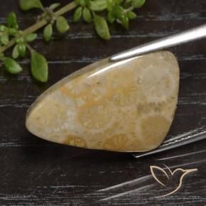 12.04 ct Multicolor Fossil Coral Stone, Natural Fossil Coral in Shark Fin Cabochon Shape for Sale