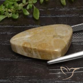 Fossil Coral Gemstone in 20.6 x 12.6 mm Size for Sale, Fossil Coral Stone in Multicolor Color