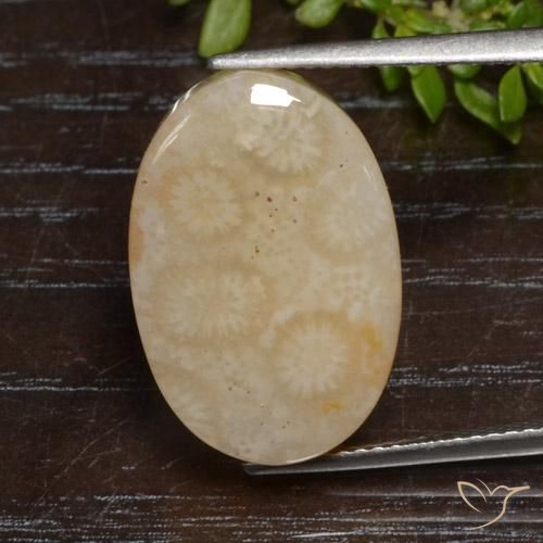 12.95ct Natural Multicolor Fossil Coral, Oval, Opaque
