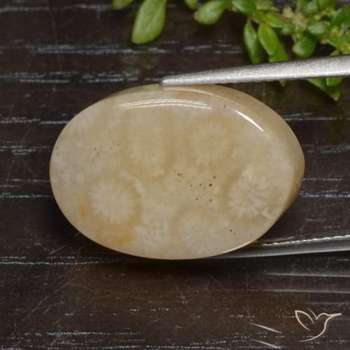 12.95 ct Multicolor Fossil Coral Stone, Natural Fossil Coral in Oval Cabochon Shape for Sale