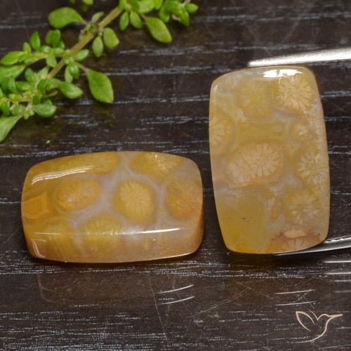 29.95ctw Natural Multicolor Fossil Coral, Cushion, Translucent