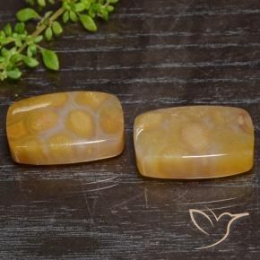 29.95 ctw Multicolor Fossil Coral Stones, Natural Fossil Coral in Cushion Cabochon Shape for Sale