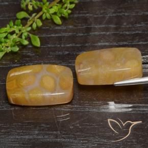 Fossil Coral Gemstones in 19.3 x 11.8 mm Size for Sale, Fossil Coral Stones in Multicolor Color