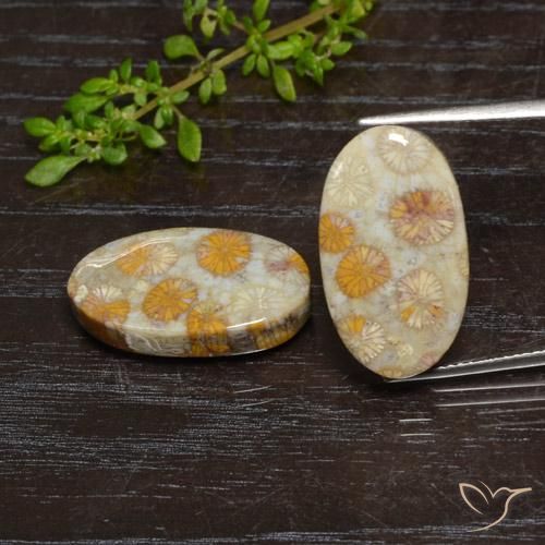 24.15ctw Natural Multicolor Fossil Coral, Oval, Opaque