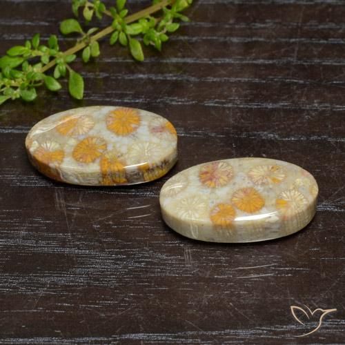 24.15 ctw Multicolor Fossil Coral Stones, Natural Fossil Coral in Oval Cabochon Shape for Sale