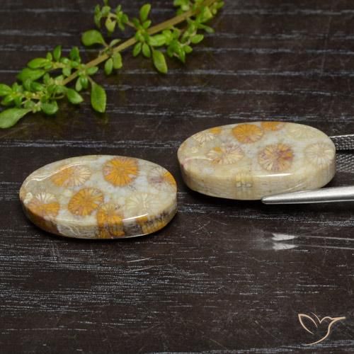 Fossil Coral Gemstones in 21.1 x 12.2 mm Size for Sale, Fossil Coral Stones in Multicolor Color