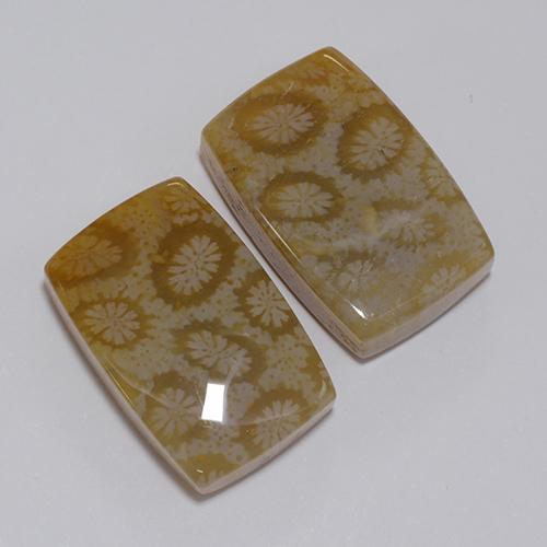 Multicolor Coral Fósil Gema - 13.9ct Cabujón forma Cojín (ID: 475095)