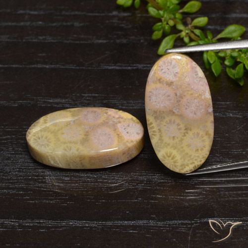 23.84 ct Oval Fossil Coral, 21 x 11.5 mm From Indonesia, Photo A