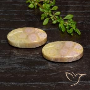 23.84 ctw Multicolor Fossil Coral Stones, Natural Fossil Coral in Oval Cabochon Shape for Sale