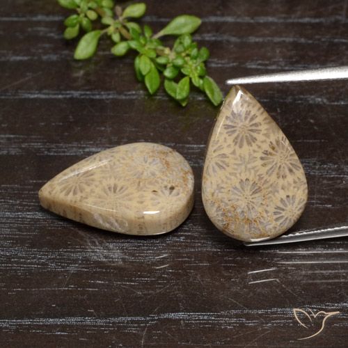 20.16 ct Pear Fossil Coral, 19.1 x 12.6 mm From Indonesia, Photo A