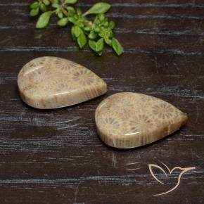 20.16 ctw Multicolor Fossil Coral Stones, Natural Fossil Coral in Pear Cabochon Shape for Sale
