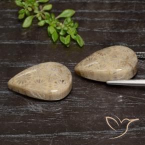 Fossil Coral Gemstones in 19.1 x 12.6 mm Size for Sale, Fossil Coral Stones in Multicolor Color