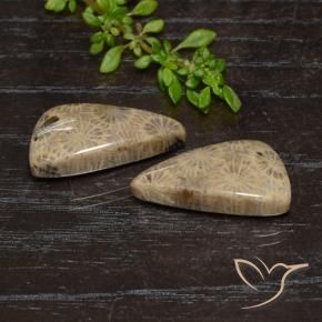 18.46 ctw Multicolor Fossil Coral Stones, Natural Fossil Coral in Shark Fin Cabochon Shape for Sale