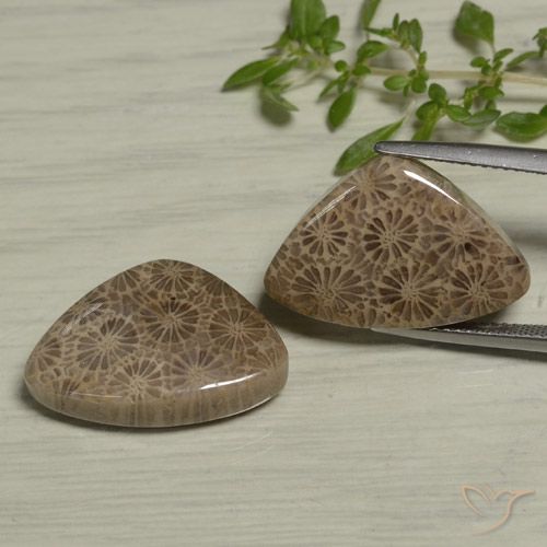 24.6 ct Trillion Fossil Coral, 20.9 x 14 mm From Indonesia, Photo A