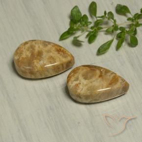 19.54 ctw Multicolor Fossil Coral Stones, Natural Fossil Coral in Pear Cabochon Shape for Sale