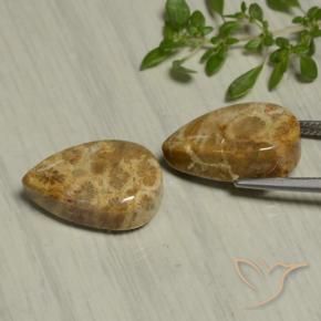 Fossil Coral Gemstones in 17.9 x 10.6 mm Size for Sale, Fossil Coral Stones in Multicolor Color