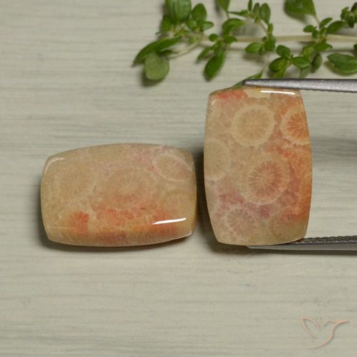 Paire de corail fossile Coussin 18 x 12,2mm assorties - Poids total 24,61 ct / moyenne 12,31 ct chacune, couleur Multicolore et pureté Opaque , pierre gemme naturelle Non traité, dureté de Mohs 6.5 à 7 convient aux bijoux de tous les jours, pierre de sagesse, Photo A