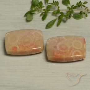 24.61 ctw Multicolor Fossil Coral Stones, Natural Fossil Coral in Cushion Cabochon Shape for Sale