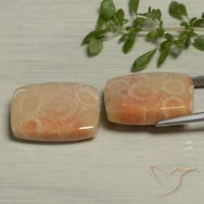 Fossil Coral Gemstones in 18 x 12.2 mm Size for Sale, Fossil Coral Stones in Multicolor Color
