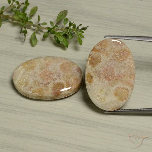29.97ctw Natural Multicolor Fossil Coral, Oval, Opaque