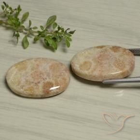Fossil Coral Gemstones in 22.9 x 15.8 mm Size for Sale, Fossil Coral Stones in Multicolor Color