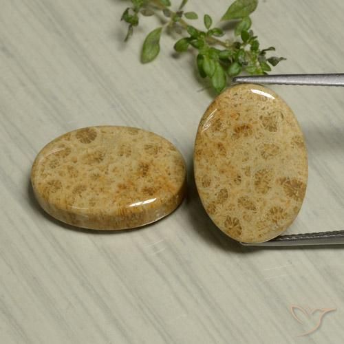 24.44ctw Natural Multicolor Fossil Coral, Oval, Opaque