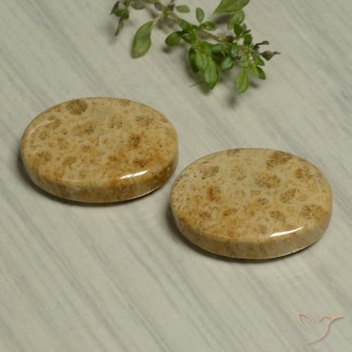 24.44 ctw Multicolor Fossil Coral Stones, Natural Fossil Coral in Oval Cabochon Shape for Sale