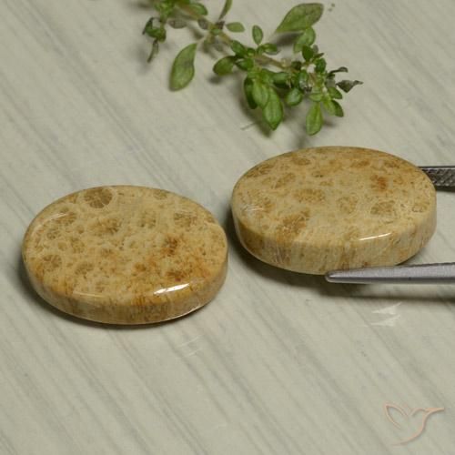 Fossil Coral Gemstones in 19.3 x 13.7 mm Size for Sale, Fossil Coral Stones in Multicolor Color
