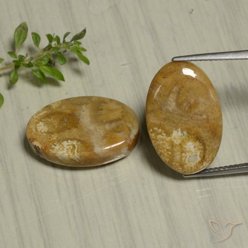 22.07 ct Oval Fossil Coral, 19.3 x 12.8 mm From Indonesia, Photo A