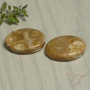 22.07 ctw Multicolor Fossil Coral Stones, Natural Fossil Coral in Oval Cabochon Shape for Sale