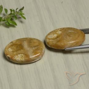 Fossil Coral Gemstones in 19.3 x 12.8 mm Size for Sale, Fossil Coral Stones in Multicolor Color