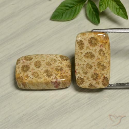 24.13 ct Cushion Fossil Coral, 18.2 x 11.4 mm From Indonesia, Photo A