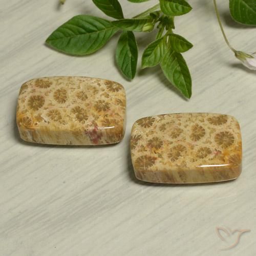 24.13 ctw Multicolor Fossil Coral Stones, Natural Fossil Coral in Cushion Cabochon Shape for Sale