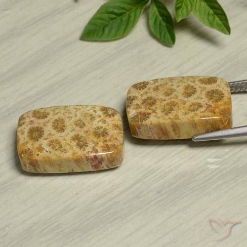Fossil Coral Gemstones in 18.2 x 11.4 mm Size for Sale, Fossil Coral Stones in Multicolor Color
