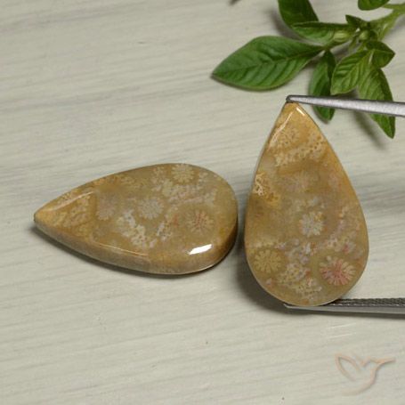 27.09ctw Natural Multicolor Fossil Coral, Pear Shape, Opaque