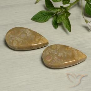 27.09 ctw Multicolor Fossil Coral Stones, Natural Fossil Coral in Pear Cabochon Shape for Sale