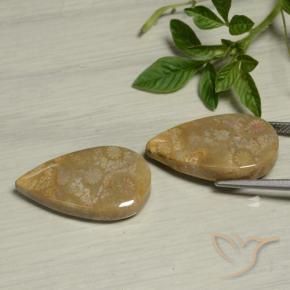 Fossil Coral Gemstones in 24 x 14 mm Size for Sale, Fossil Coral Stones in Multicolor Color