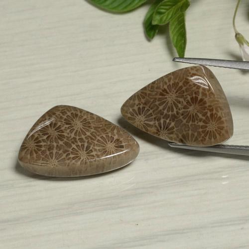 Multicolor Fossil Coral Gem - 11ct Fancy Cabochon (ID: 475193)