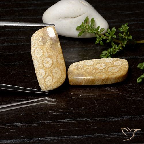 Par de Coral Fósil Elegante a juego de 23,1x11,9 mm - Peso 25,26 ct en total / promedio. 12,63 ct cada uno, piedra preciosa natural No tratado, color Multicolor con claridad Opaco, dureza Mohs 6.5 - 7 Adecuado para joyas de uso diario, Photo A