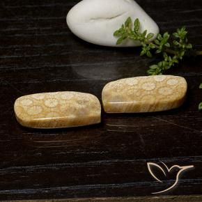 25.26 ctw Multicolor Fossil Coral Stones, Natural Fossil Coral in Fancy Cabochon Shape for Sale