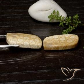 Fossil Coral Gemstones in 23.1 x 11.9 mm Size for Sale, Fossil Coral Stones in Multicolor Color