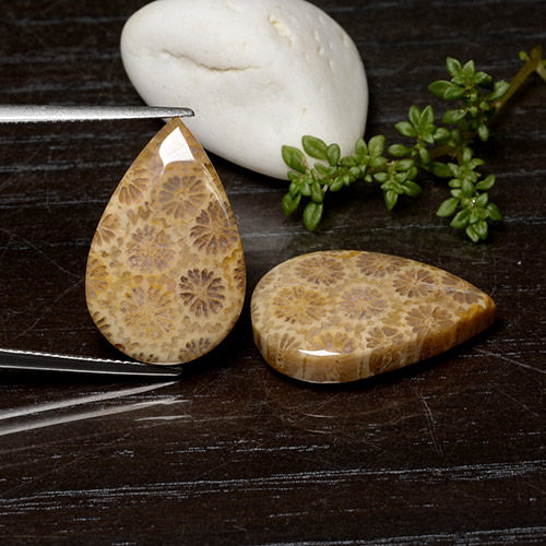 Multicolor Fossil Coral Gem - 13.4ct Pear Cabochon (ID: 482144)