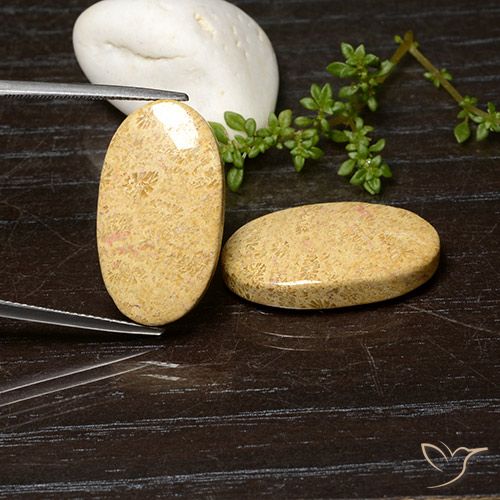 29.06 ctw Multicolor Fossil Coral Gemstones, Fossil Coral Gems in Oval Cabochon Shape for Sale.