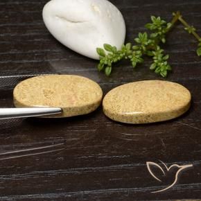 Fossil Coral Gemstones in 24.5 x 13.5 mm Size for Sale, Fossil Coral Stones in Multicolor Color